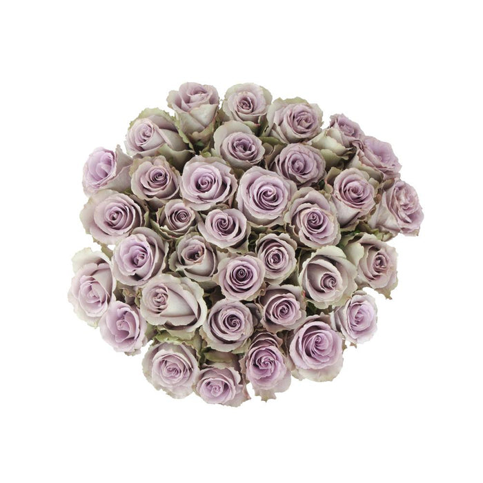grey knights lavender roses