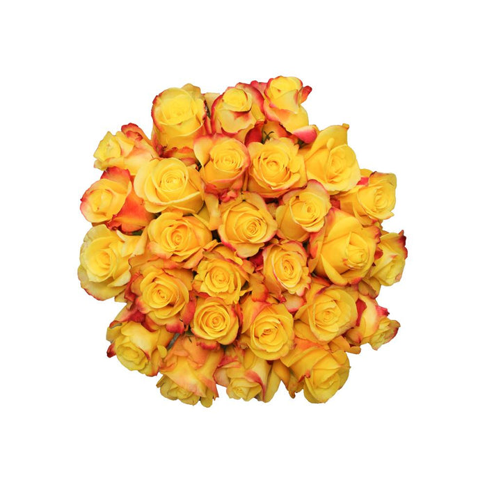 hot merengue yellow and red roses