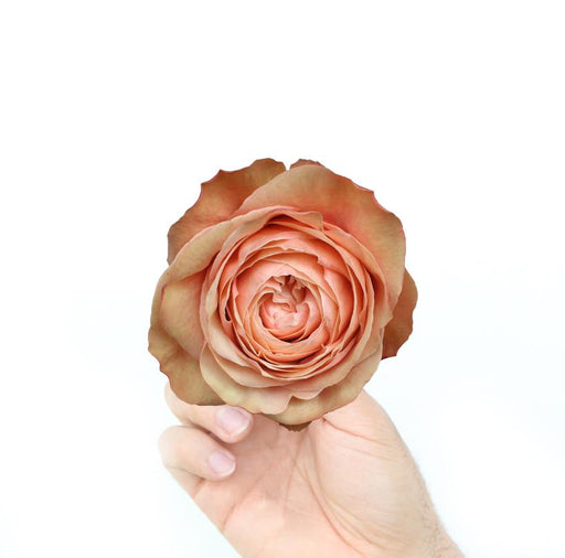 kahala rose