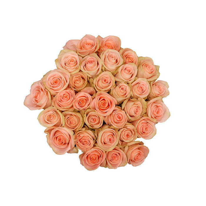 kelly coral roses