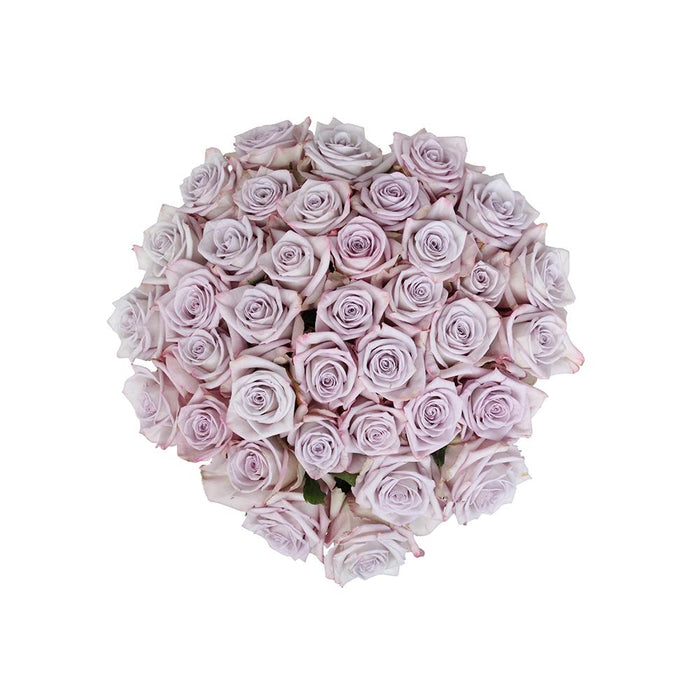 kendal lavender roses