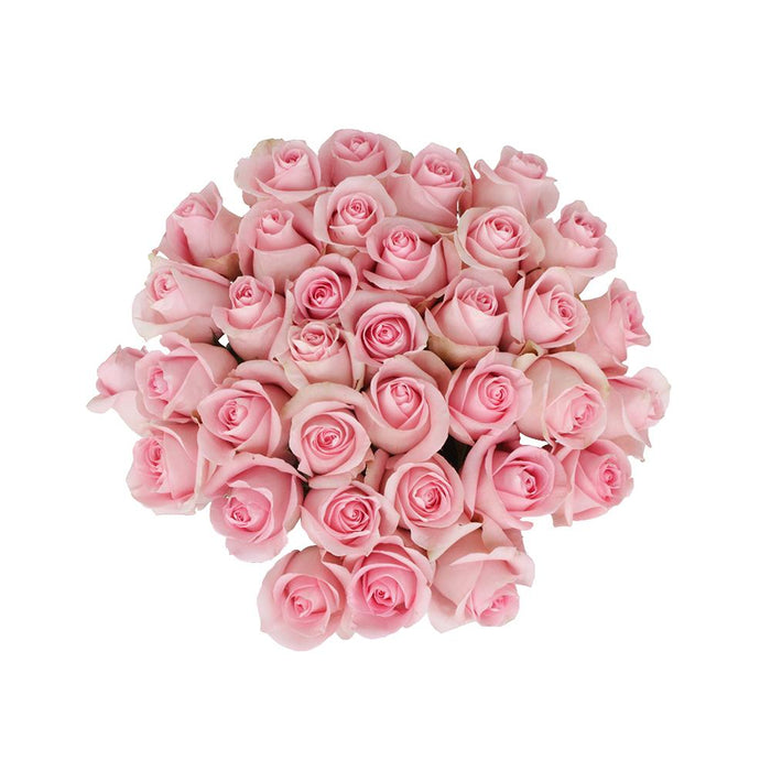 luciano pink roses