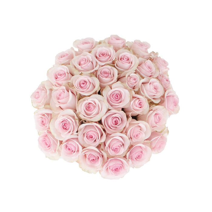 novia pink roses
