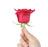 scarlatta red rose 