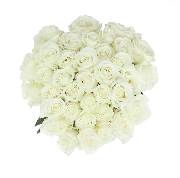 tibet white rose